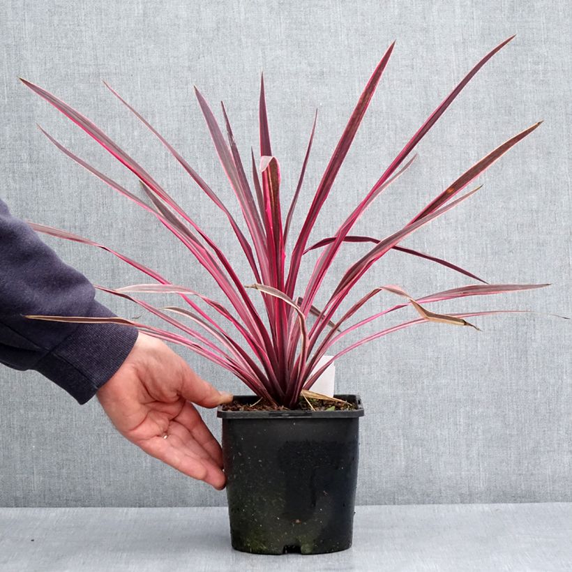 Cordyline Paso Doble - Cordyline australe - Pot de 1,5L/2L Ejemplar entregado en la primavera