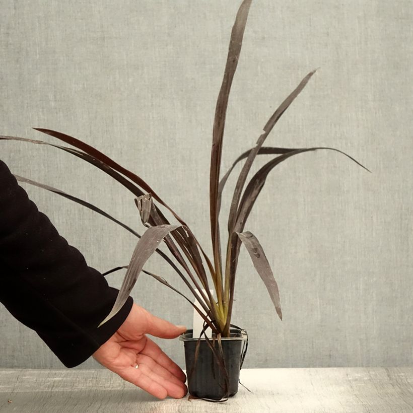 Ejemplar de Cordyline banksii Renegade Maceta de 8/9 cm entregado en otoño