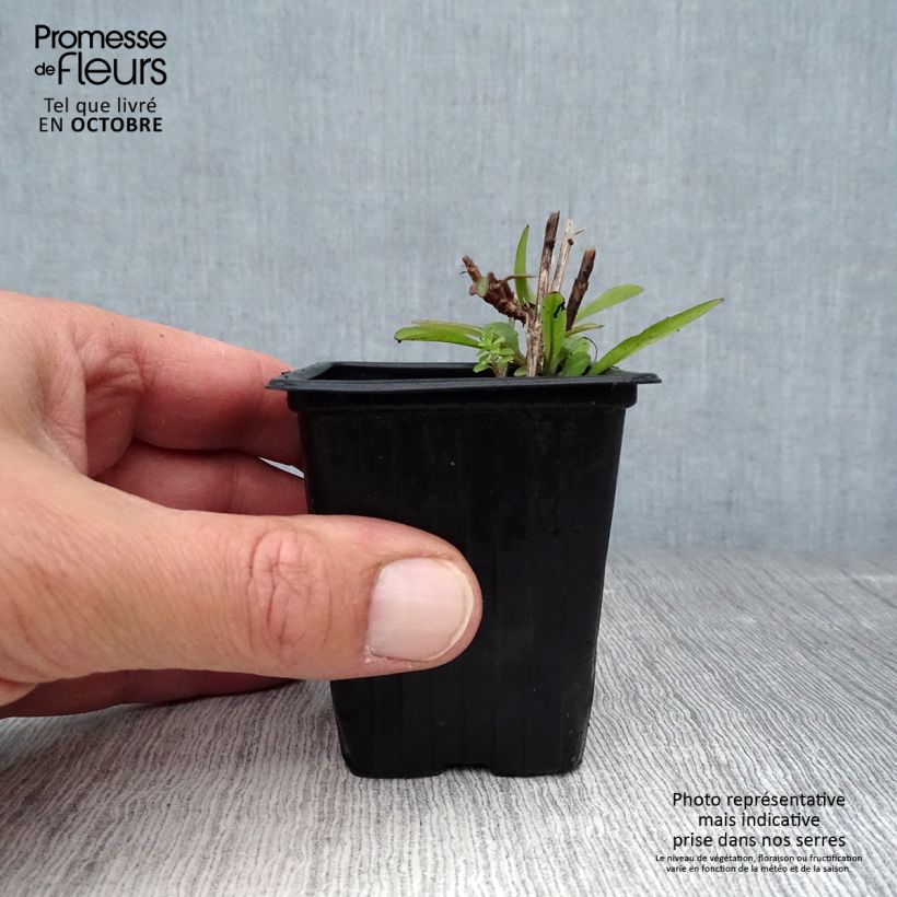 Ejemplar de Coreopsis alpinus Early Sunrise Maceta de 7/8 cm entregado en otoño