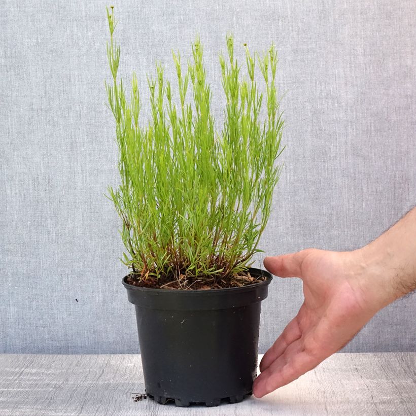 Ejemplar de Coreopsis Cosmic Eye en pot de 2 litres entregado en verano