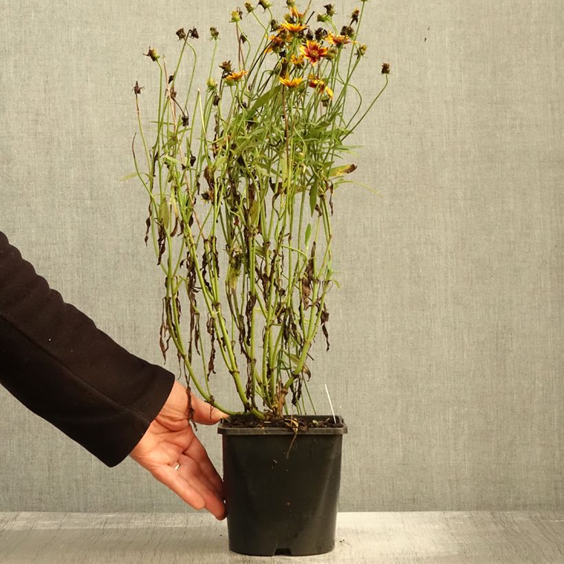 Ejemplar de Coreopsis grandiflora Golden Stardust Maceta 1,5L/2L entregado en otoño