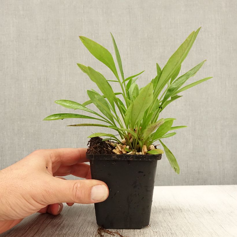 Ejemplar de Coreopsis lanceolata Baby Gold Maceta de 8/9 cm entregado en otoño
