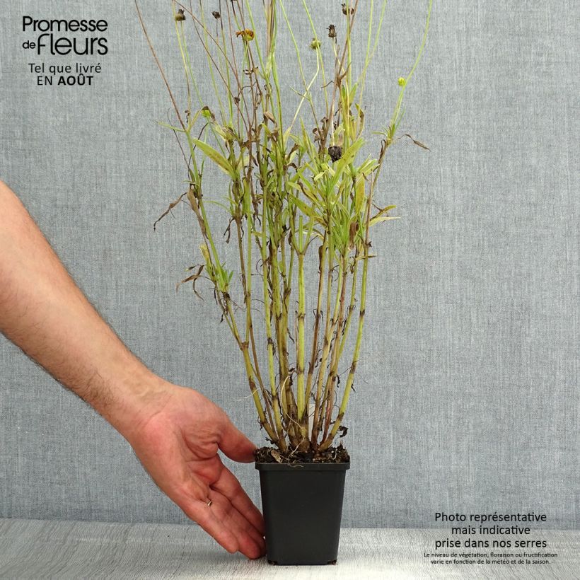 Ejemplar de Coreopsis lanceolata Baby Gold Maceta de 8/9 cm entregado en verano