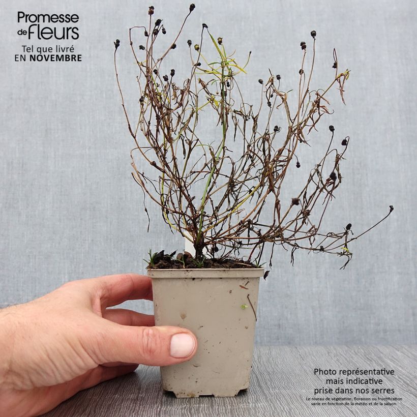 Ejemplar de Coreopsis Limerock Passion Maceta de 8/9 cm entregado en otoño