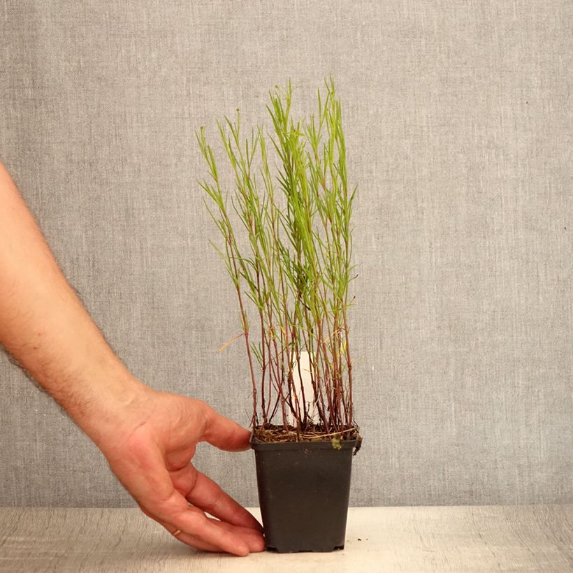 Ejemplar de Coreopsis Limerock Passion - Coreopsis hybride Godet de 9cm entregado en verano