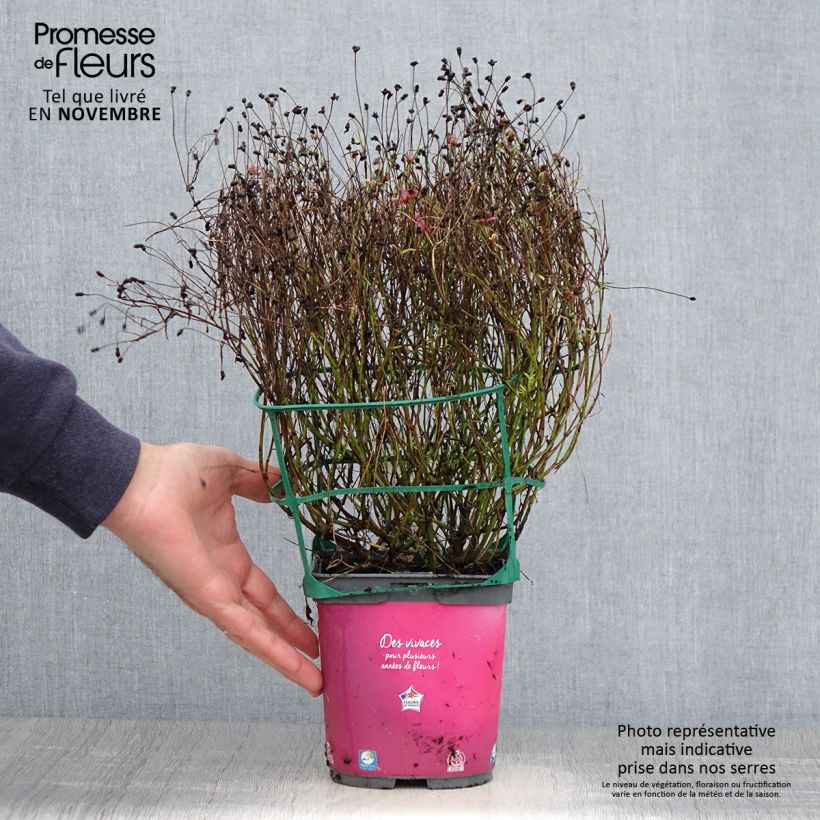 Ejemplar de Coreopsis Limerock Passion Maceta 2L/3L entregado en otoño
