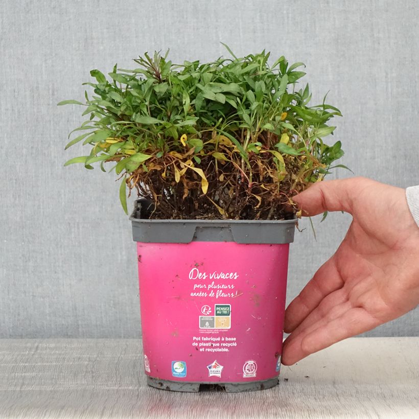 Coreopsis Limerock Passion - Coreopsis hybride Pot de 2L/3L Ejemplar entregado en la primavera
