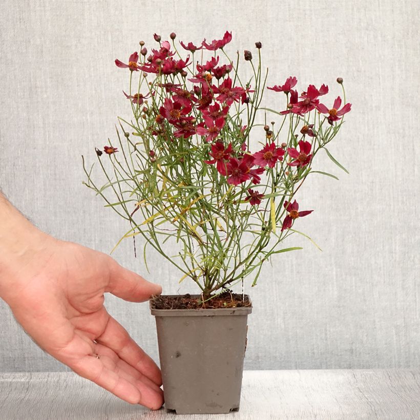 Ejemplar de Coreopsis rosea Limerock ruby Maceta de 8/9 cm entregado en verano