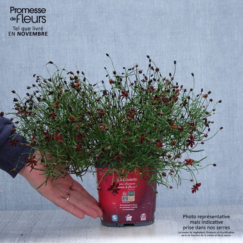 Ejemplar de Coreopsis rosea Limerock ruby Maceta 2L/3L entregado en otoño