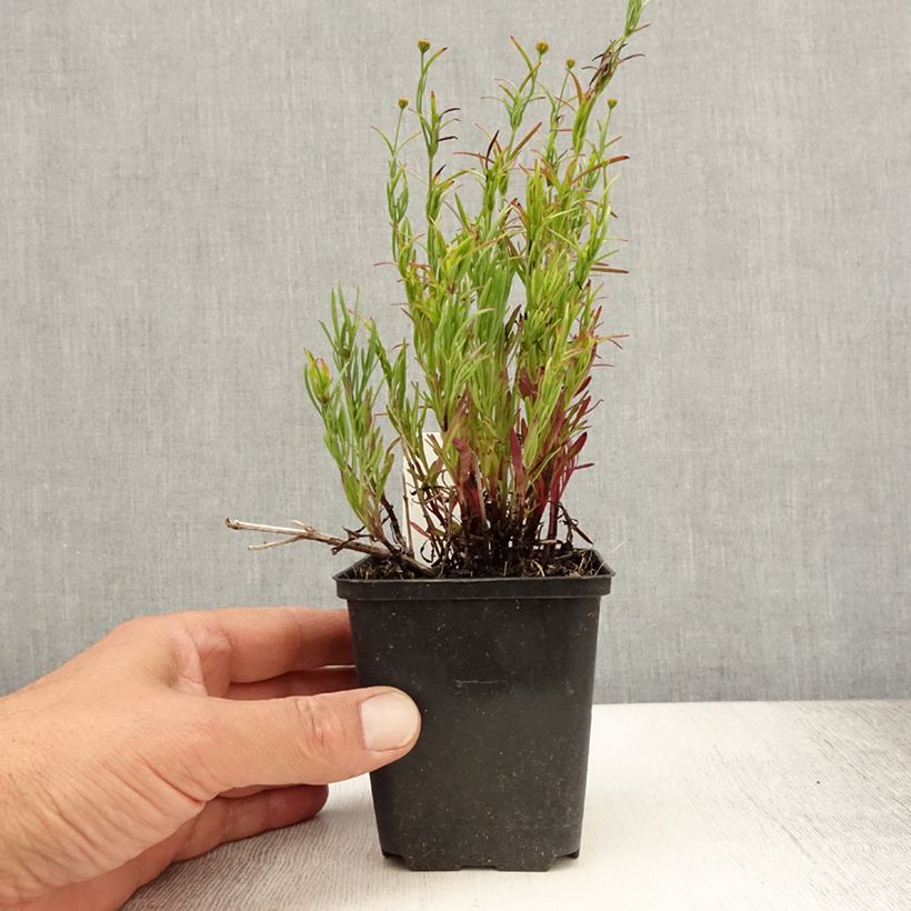 Ejemplar de Coreopsis Madras Magic Maceta de 8/9 cm entregado en verano