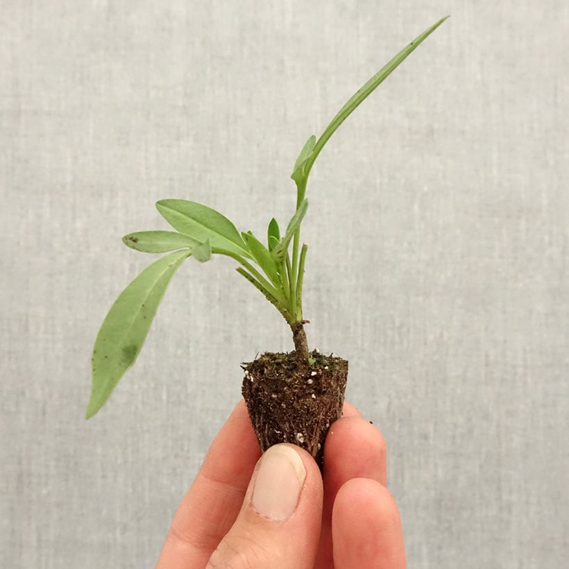 Coreopsis Uptick Cream Mini-motte 3 cm Ejemplar entregado en la primavera