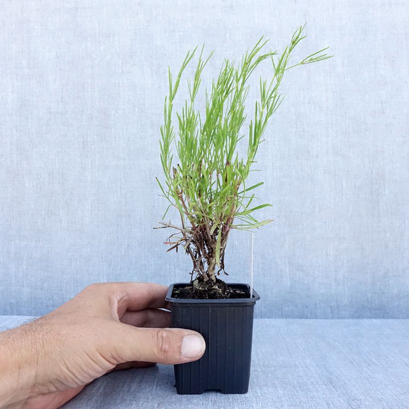 Ejemplar de Coreopsis verticillata Bengal Tiger Maceta de 8/9 cm entregado en verano