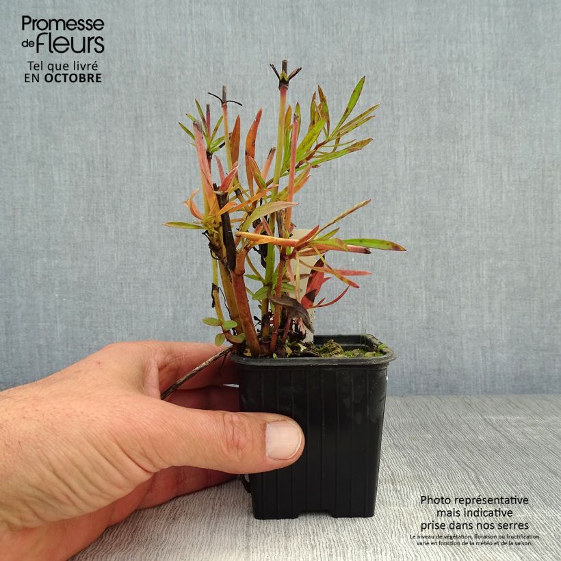Ejemplar de Coreopsis verticillata Bengal Tiger Maceta de 8/9 cm entregado en otoño