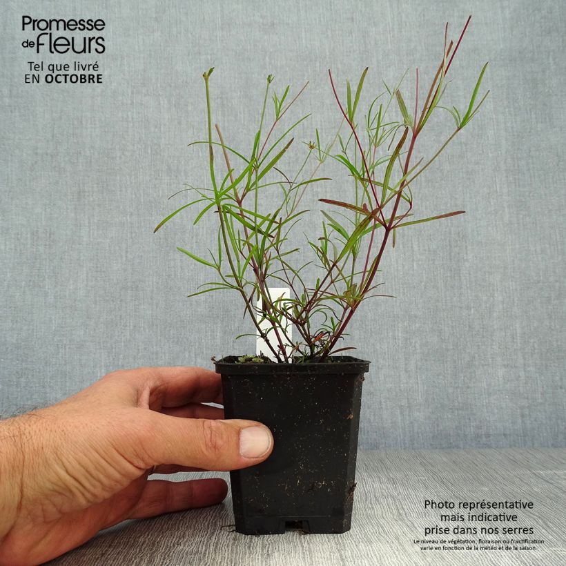 Ejemplar de Coreopsis verticillata Moonbeam Maceta de 7/8 cm entregado en otoño