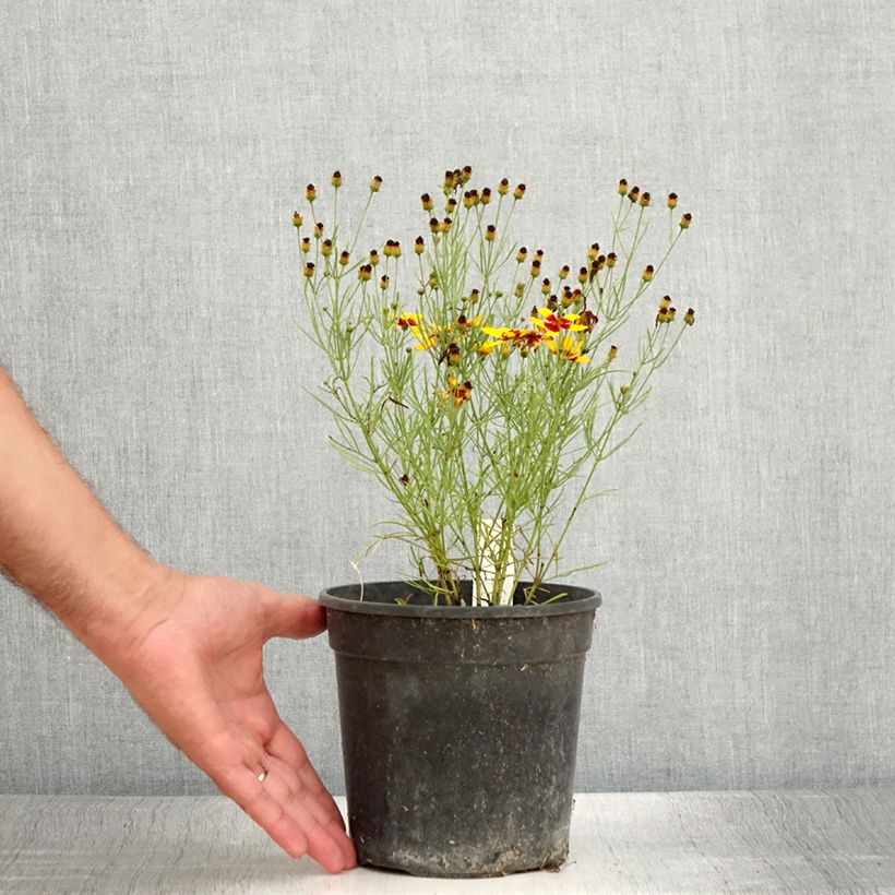 Ejemplar de Coreopsis verticillata S&S Curry Up - Coreopsis verticillé - Pot de 2L/3L entregado en verano