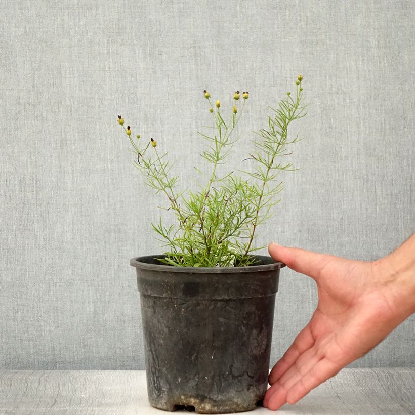 Ejemplar de Coreopsis verticillata S&S Sassy Saffron - Coréopsis verticillé - Pot de 2L/3L entregado en verano