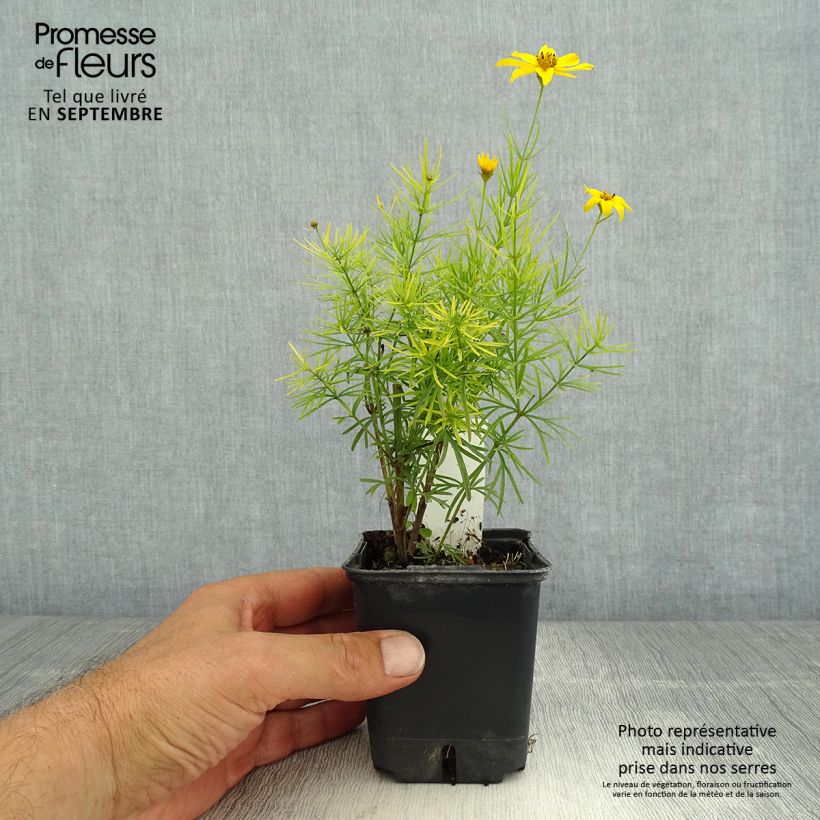 Ejemplar de Coreopsis verticillata Zagreb Maceta de 8/9 cm entregado en verano
