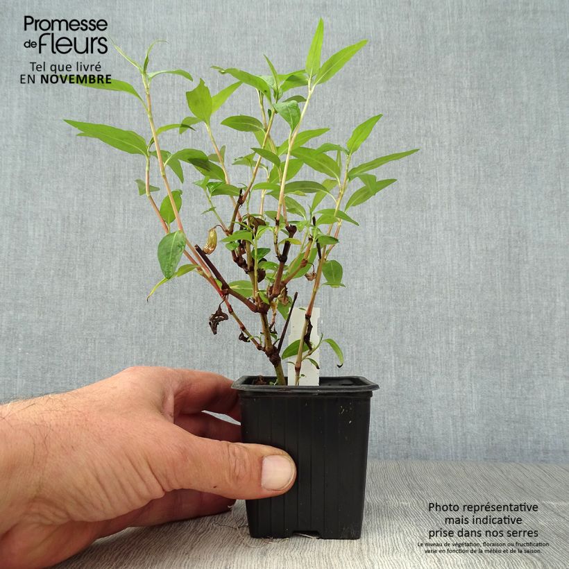 Ejemplar de Coriandro de Vietnam - Persicaria odorata Maceta de 8/9 cm entregado en otoño