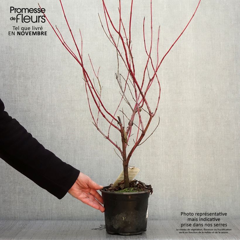 Ejemplar de Cornus alba Maceta 2L/3L entregado en otoño