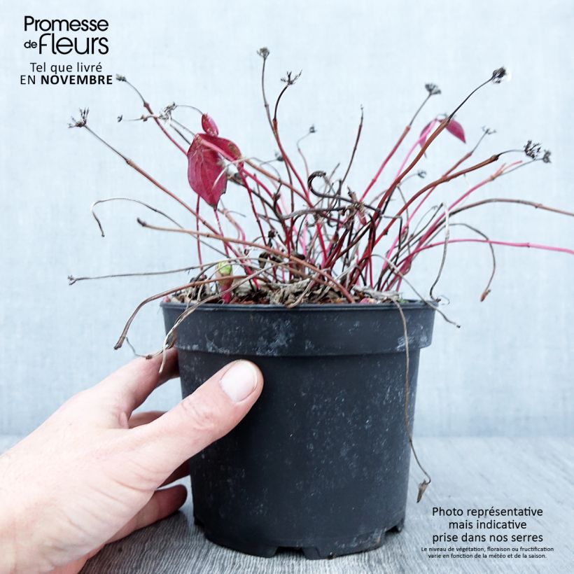 Ejemplar de Cornus canadensis Maceta 2L/3L entregado en otoño
