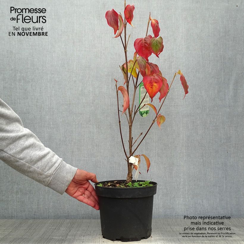 Ejemplar de Cornus kousa Schmetterling Maceta 4L/5L entregado en otoño