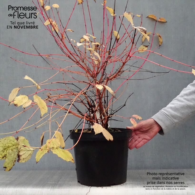 Ejemplar de Cornus sanguinea Anny's Winter Orange - Cornejo rojo Maceta 7,5L/10L entregado en otoño