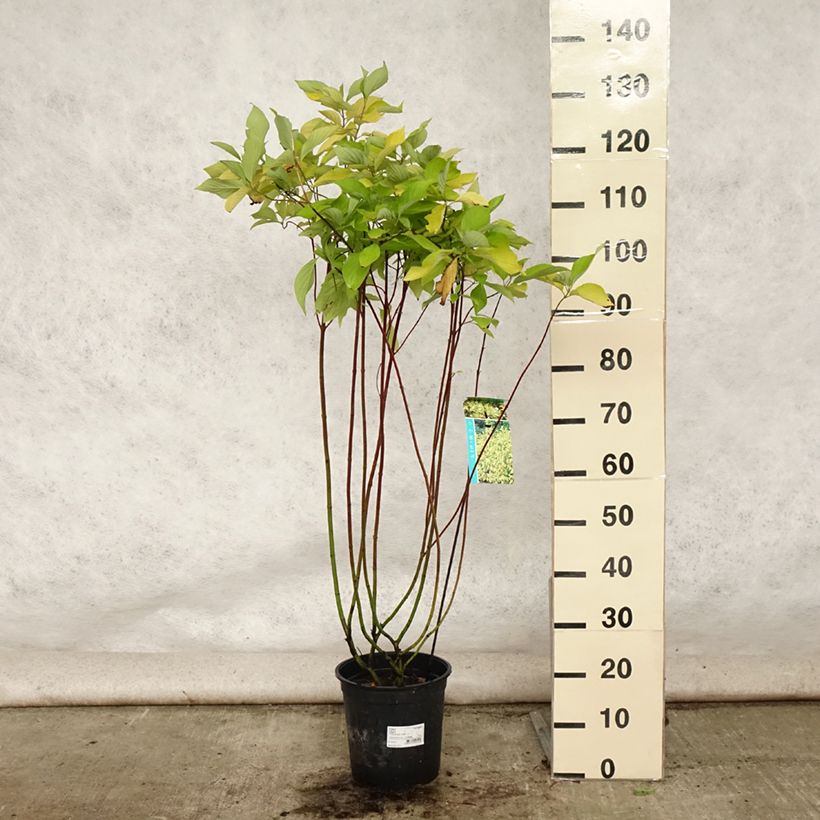 Ejemplar de Cornus alba Aurea Maceta 7,5L/10L entregado en verano