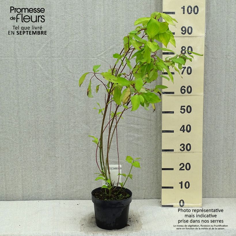 Ejemplar de Cornus alba Aurea Maceta 2L/3L entregado en verano