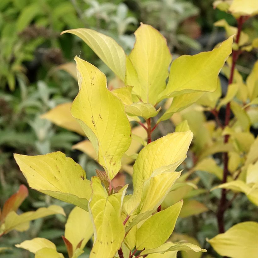 Cornus alba Aurea (Follaje)