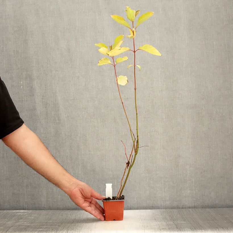 Ejemplar de Cornus alba Aurea Maceta de 8/9 cm entregado en verano