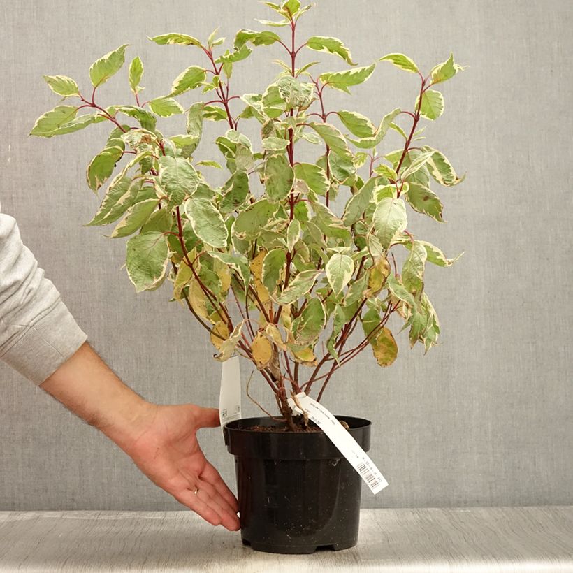 Ejemplar de Cornus alba Cream Cracker Maceta 2L/3L entregado en otoño