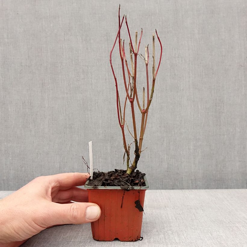 Cornus alba Elegantissima Maceta de 8/9 cm Ejemplar entregado en invierno