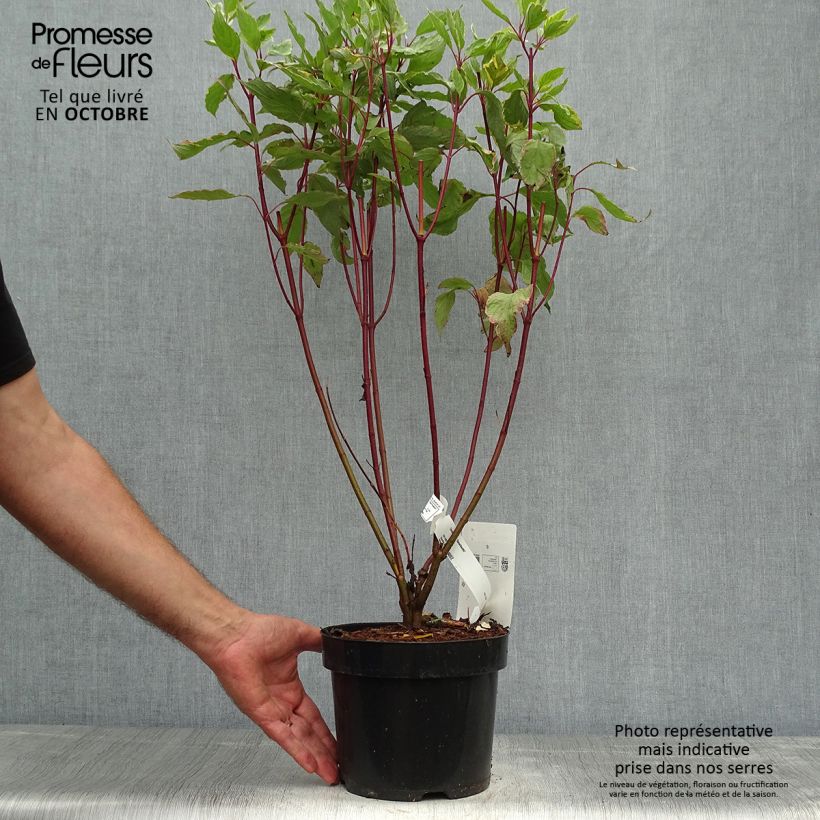 Ejemplar de Cornus alba Gouchaultii Maceta 3L/4L entregado en otoño