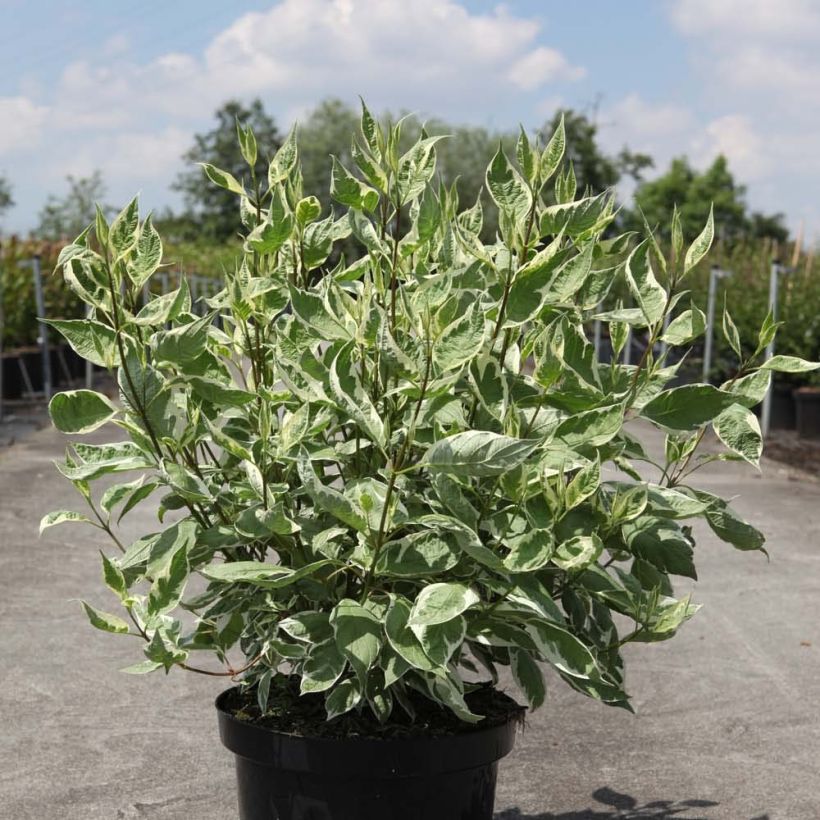 Cornus alba Ivory Halo (Porte)
