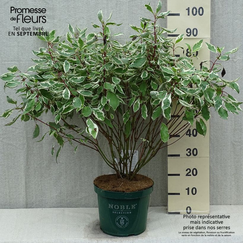 Ejemplar de Cornus alba Ivory Halo - Cornouiller blanc en pot de 10L entregado en verano