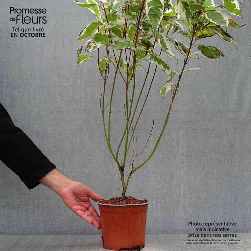 Ejemplar de Cornus alba Ivory Halo Maceta 3L/4L entregado en otoño