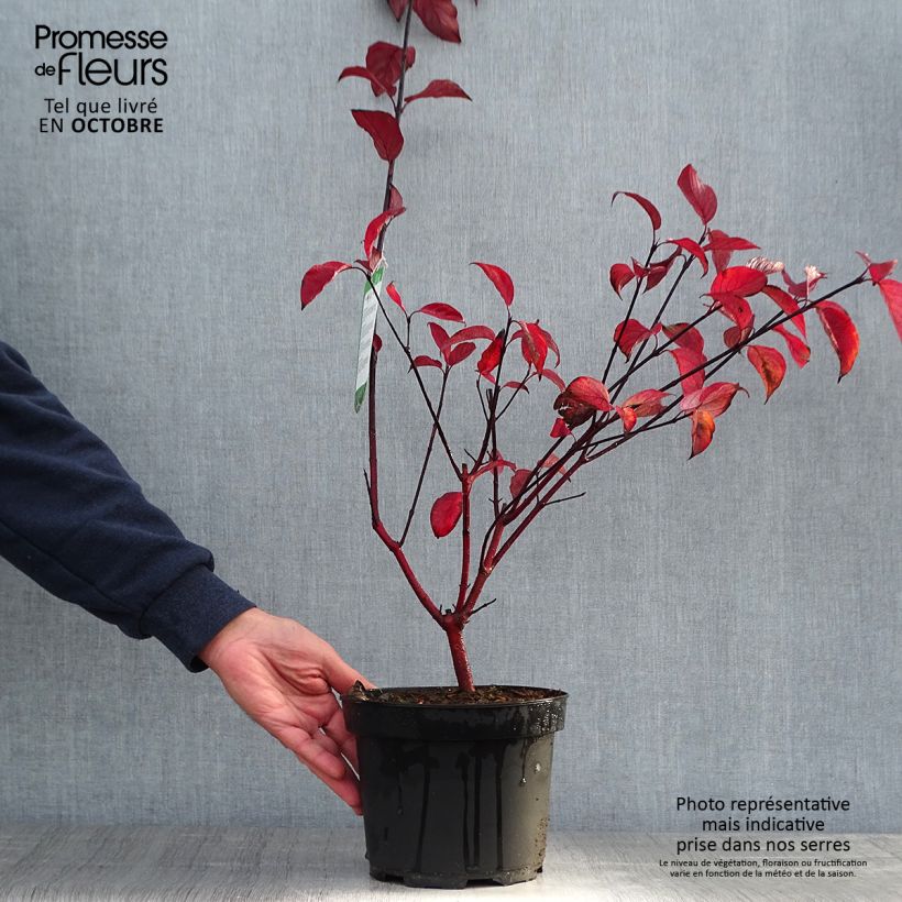 Ejemplar de Cornus alba Kesselringii Maceta 2L/3L entregado en otoño