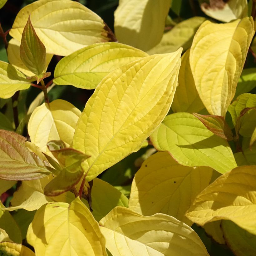 Cornus alba Neon Burst (Follaje)