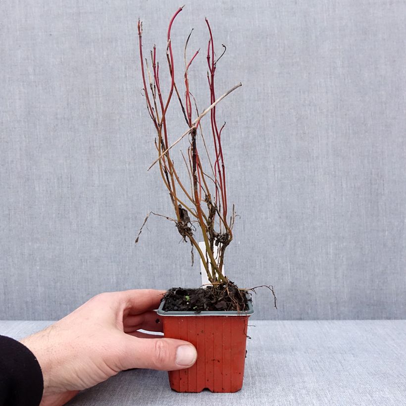 Cornus alba Neon Burst Maceta de 8/9 cm Ejemplar entregado en invierno