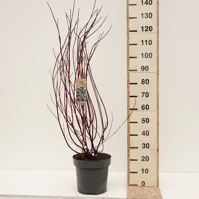 Cornus alba Nightfall Maceta 12L/15L Ejemplar entregado en invierno
