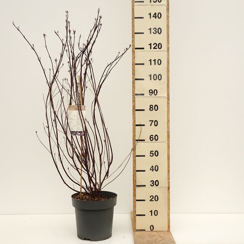 Cornus alba Nightfall Maceta 12L/15LAltura de entrega aprox. 100/125cm Ejemplar entregado en la primavera