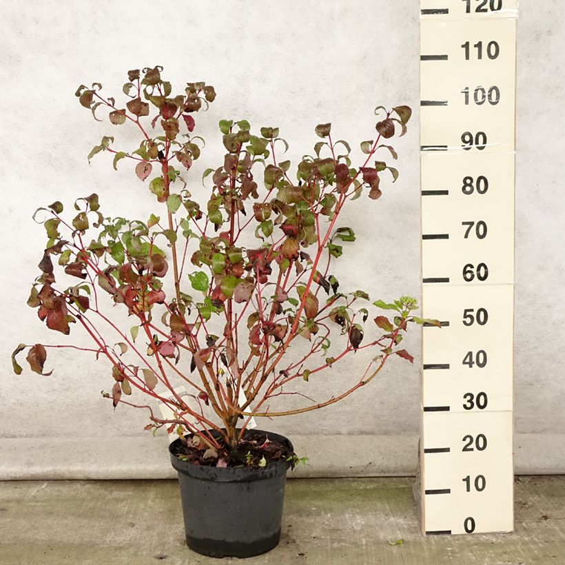Ejemplar de Cornus alba Siberian Pearls Maceta 7,5L/10L entregado en verano