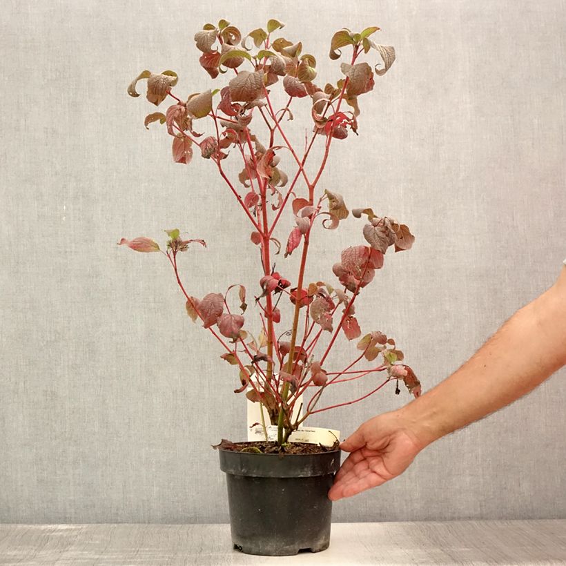 Ejemplar de Cornus alba Siberian Pearls Maceta 3L/4L entregado en verano