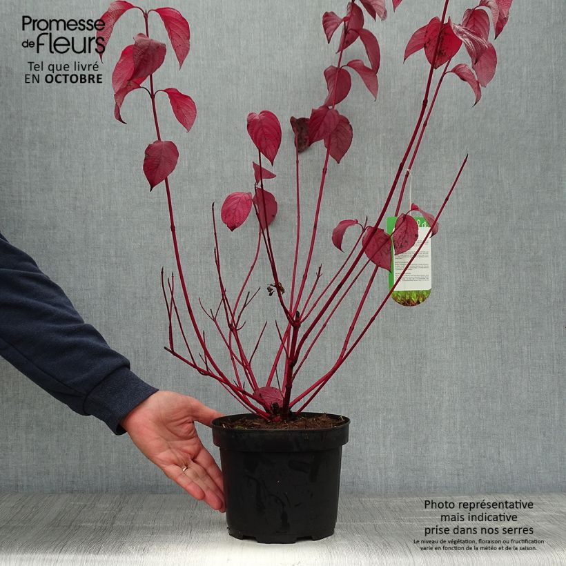 Ejemplar de Cornus alba Sibirica Maceta 2L/3L entregado en otoño