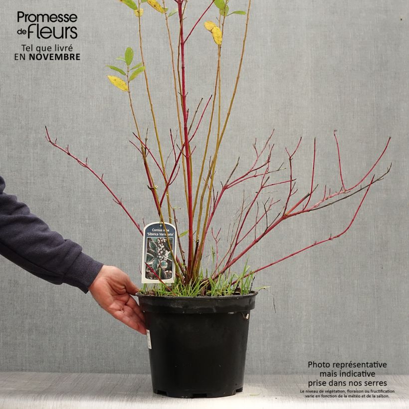 Ejemplar de Cornus alba Sibirica Variegata Maceta 7,5L/10L entregado en otoño