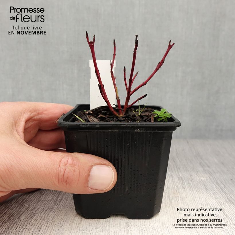 Ejemplar de Cornus alba Sibirica Variegata Maceta de 8/9 cm entregado en otoño