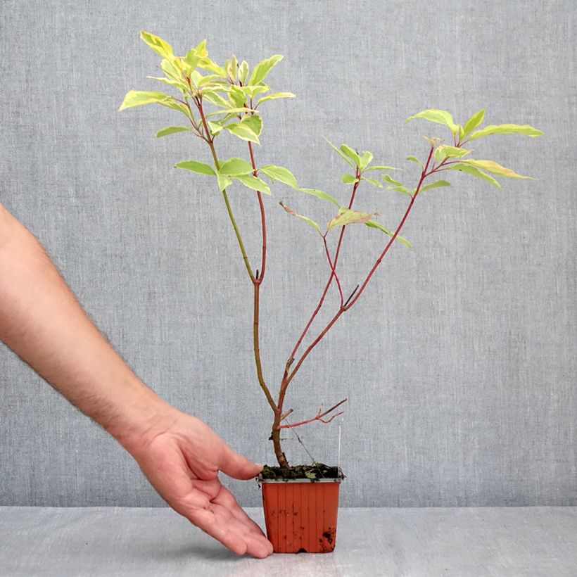 Ejemplar de Cornus alba Spaethii Maceta de 8/9 cm entregado en verano