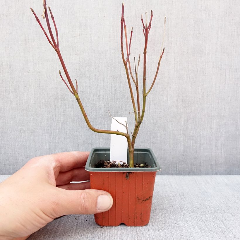Cornus alba Spaethii Maceta de 8/9 cm Ejemplar entregado en invierno
