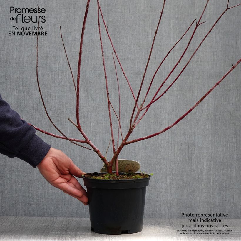 Ejemplar de Cornus alba Spaethii Maceta 4L/5L entregado en otoño