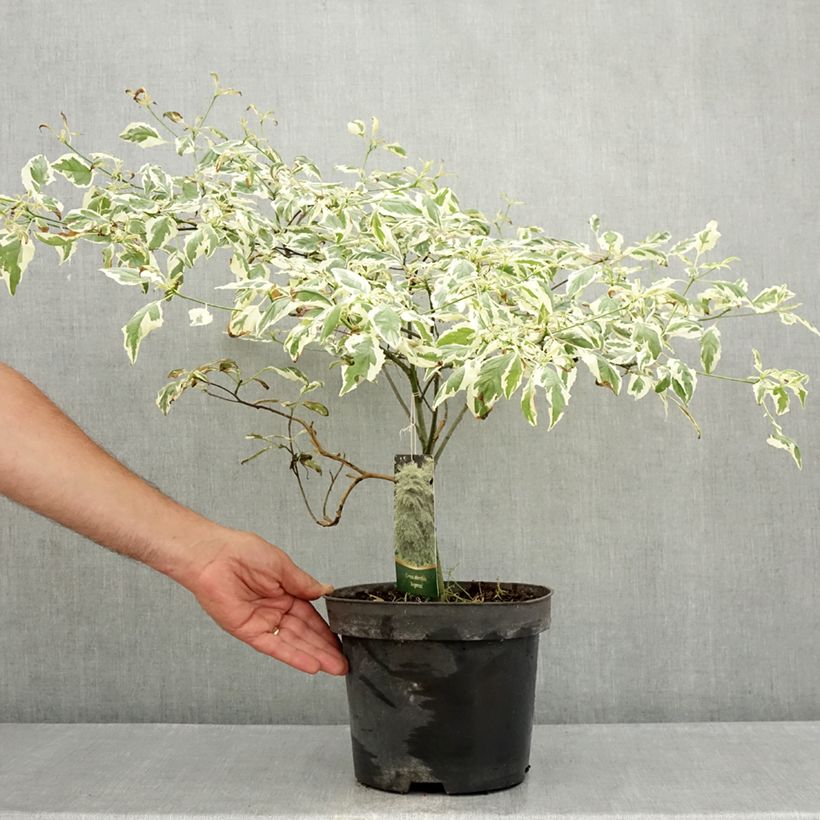 Ejemplar de Cornus alternifolia Argentea - Cornejo de hojas alternas Maceta 3L/4L entregado en verano
